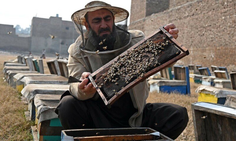 Plano B: Apicultores paquistaneses expandem sua busca por flores – Paquistão