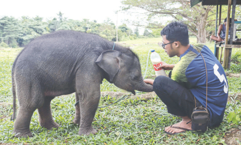 O elefante bebê resgatou após ser separado da mãe indonésia – o mundo