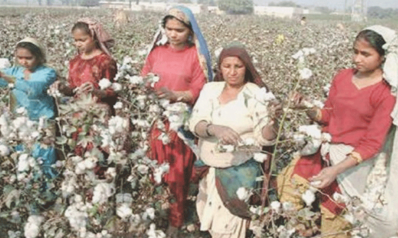 “Políticas tributárias discriminatórias atingirão a produção de fiapos” – negócios