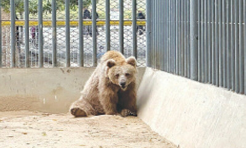 Rano continua a levar o peso de negligência oficial no zoológico de Karachi – Paquistão