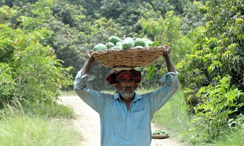 Deformidades, pragas, escassez de água: Sindh’s Mango Meltdown – Paquistão