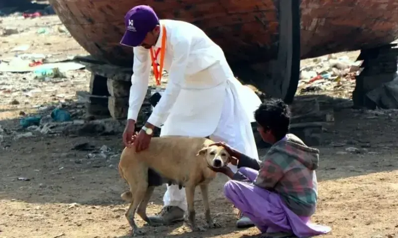 Província de Sindh decide expandir instalações de tratamento após novos casos de raiva – Paquistão