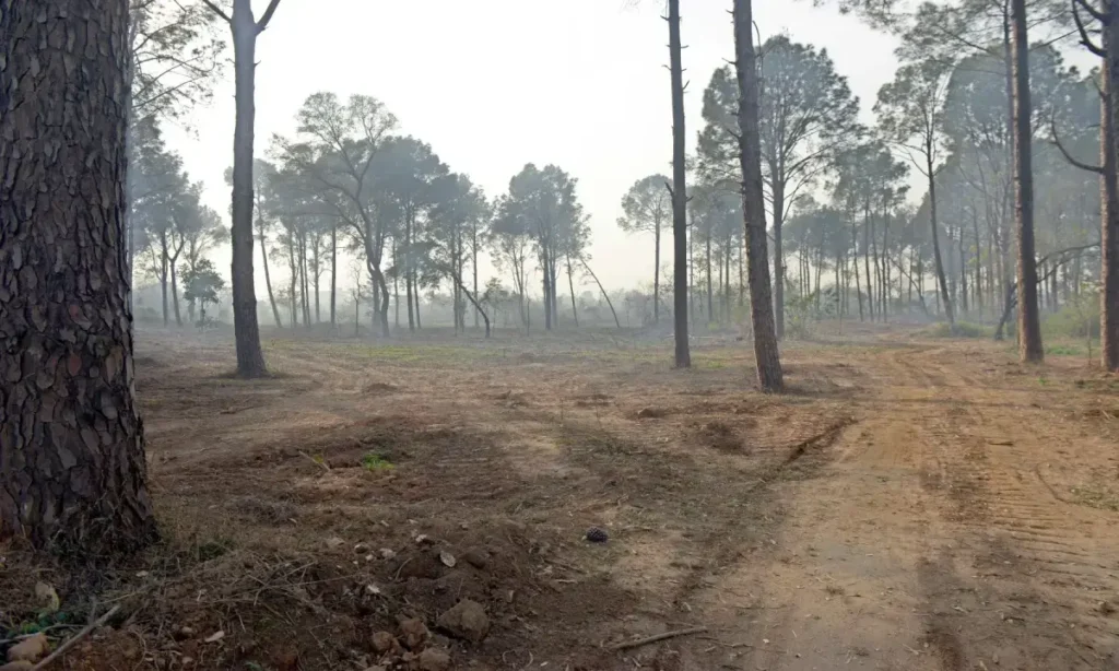 IHC exige ação do CDA sobre desmatamento na rua Ataturk – Paquistão