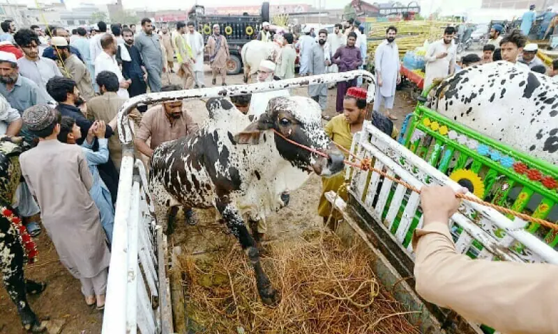 Paquistão proíbe veículos que transportam animais para sacrifícios de entrar na rodovia Eid-ul-Azha