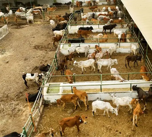 A inflação e os problemas urbanos levam mais pessoas ao ‘Qurbani coletivo’ em Karachi, Paquistão