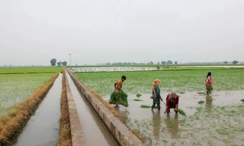 Agricultura: Conservação da água — novos imperativos políticos – Negócios