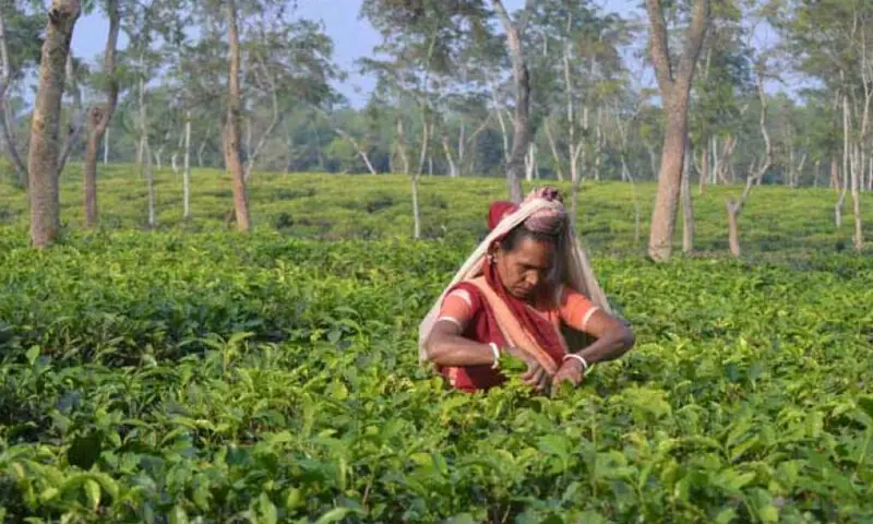 Um Século de Cadeia Ininterrupta de Jardins de Chá Sylhet – Mundo
