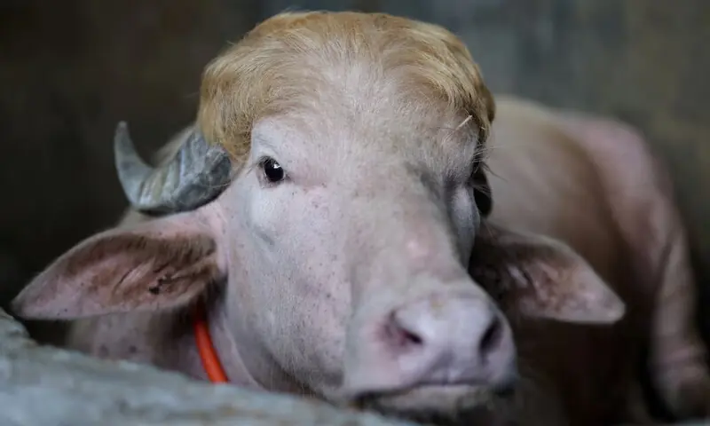 Fama viral salva búfalo de ‘Donald Trump’ do sacrifício do Eid em Bangladesh – Mundo