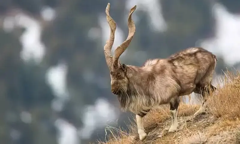 O Dia Internacional de Markhor passa despercebido em Chitral, Paquistão