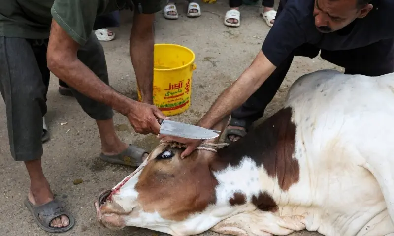 Especialistas em saúde alertam contra comer carne imediatamente após o sacrifício – Paquistão