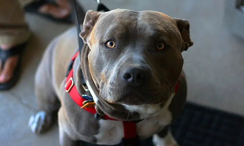 Homem condenado na França por matar namorada grávida por pit bull 1 foto Notícias Internacionais: AFPBB News