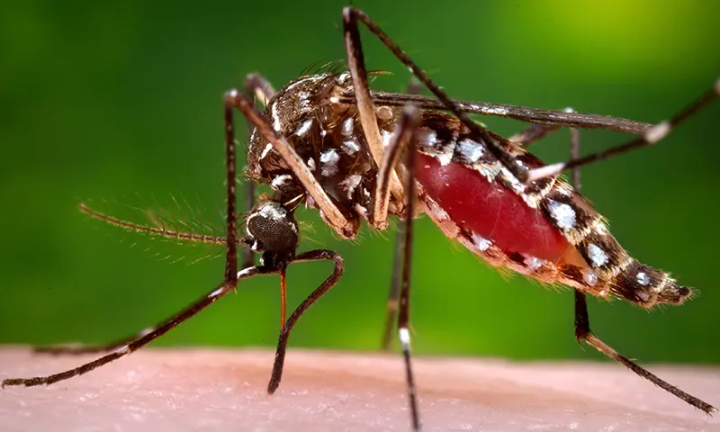Departamento de saúde de KP preocupado com falta de dados sobre casos de dengue – Paquistão