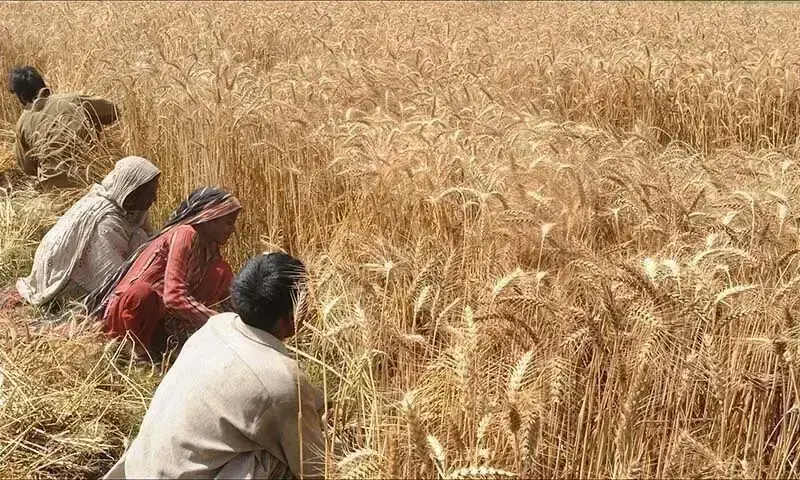 Punjab restaura fornecimento de trigo para moinhos de farinha de Islamabad – Paquistão